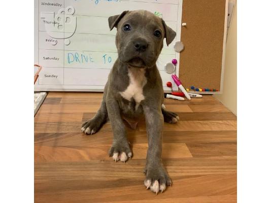 Pitbull